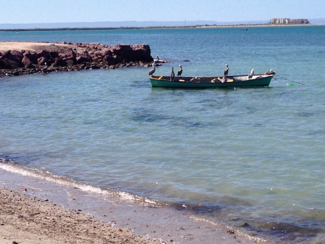 Pelicans in La Paz, Mexico