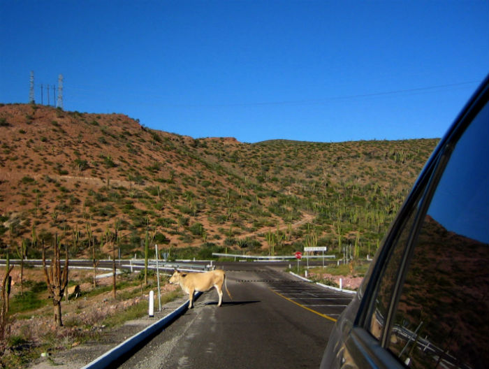 Bulls on highway in La Paz, Mexico