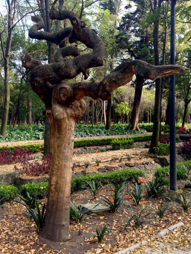 Chapultepec tree web