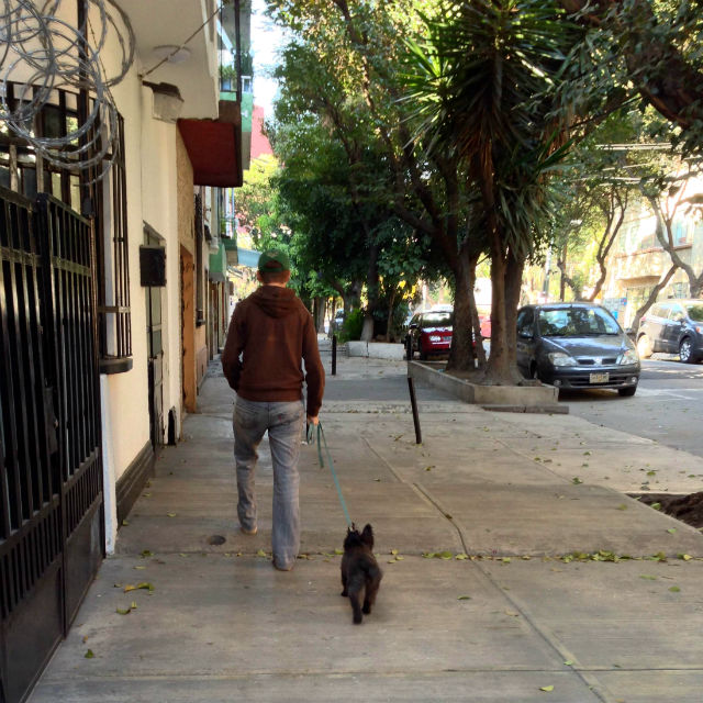 Mexico City dogs