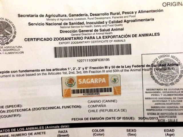 How to get a dog export certificate in Mexico