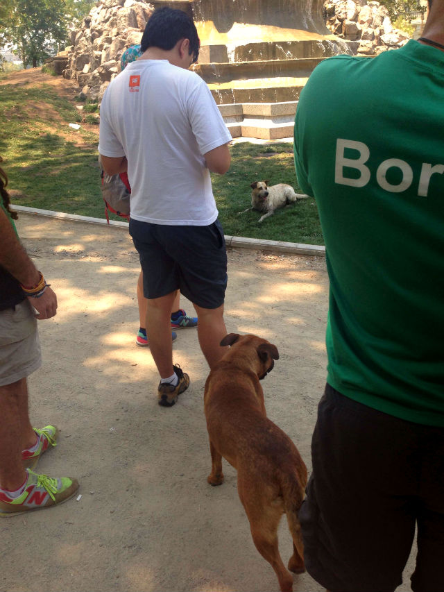 Street dogs in Santiago