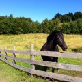 Chiloe Horse