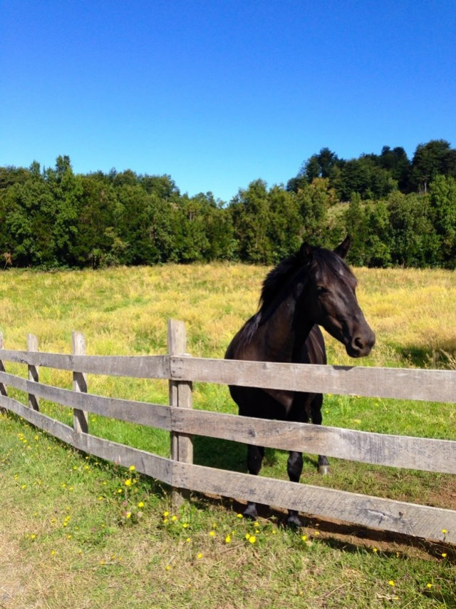 Chiloe Horse