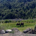 Horses near Laguna del Laja