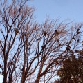 Birds in Plaza San Martin