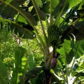 Banana Tree