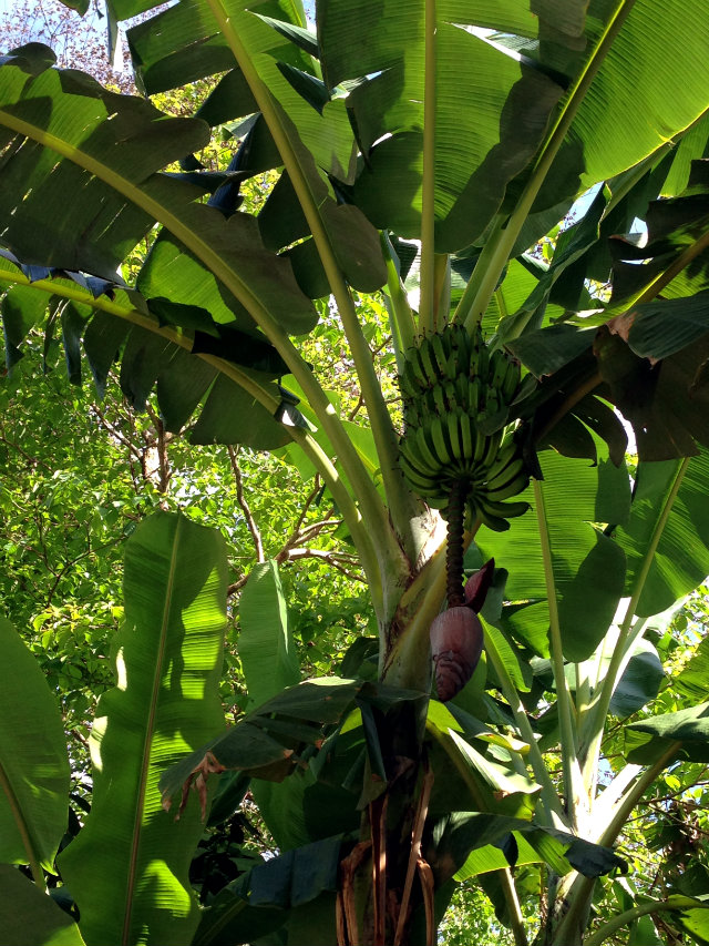 Banana Tree