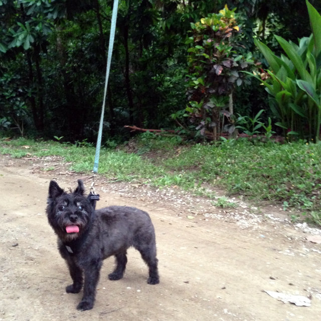 Jungle Doggy