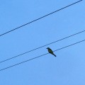 Bird Tulum