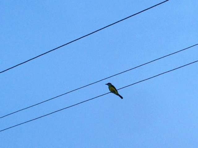 Bird Tulum