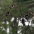 Postman Butterflies