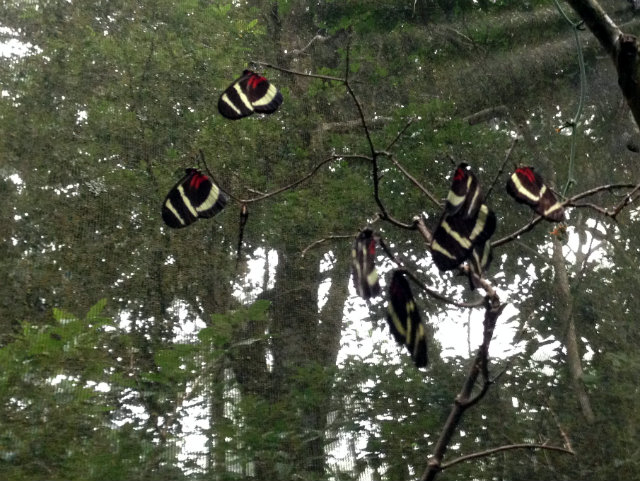 Postman Butterflies