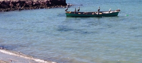 Pelicans in La Paz, Mexico